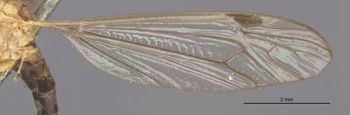 Media type: image;   Entomology 10306 Aspect: Wing front